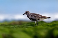 Kulik bledy - Pluvialis squatarola - Grey Plover o1078